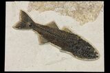 Uncommon Fish Fossil (Mioplosus) - Wyoming #158586-1